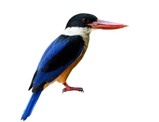 Black-capped kingfisher (Halcyon pileata) beautiful blue wings brown belly white neck black head and red big beaks isolated on white background, elegant wildlife