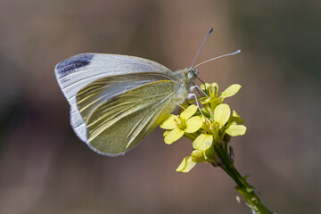 Cabbage white butterfly on a flower