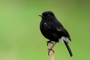 Black bird with white marking on its rump and out wings perching on wooden stick over fine green background in grassland, Male of Pied bushchat (Saxicola caprata)
