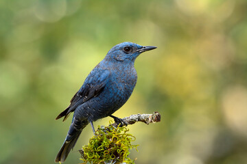 Blue rock thrush ( Monticola solitarius) beautiful grey to blue bird perching on wood over mossy...