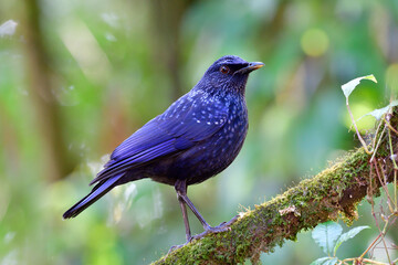 Blue whistling thrush (Myophonus caeruleus) beautiful velvet dark blue with black bills species perching on mossy branch in nature