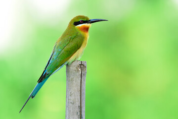 Blue-tailed bee-eater (Merops philippinus) fine green to brown bird with  long blue tail calmly perching on dried bamboo pole in nature, exotic wild animal