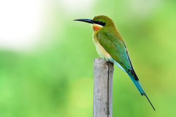 Blue-tailed bee-eater (Merops philippinus) lonely green to brown bird with  long blue tail  and curve bills perching on wooden pole expose over bright background, fascinated wild animal