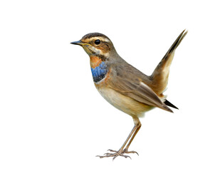Bluethroat (Luscinia svecica) lovelyl brown bird with blue and orange feathers on its chest happily standing with wagging tail isolated on white background, magnificent animal
