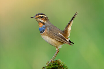 Fototapeta premium Bluethroat (Luscinia svecica) lovelyl brown bird with blue and orange feathers on its chest happily perching on green spot over blur green background, exotic creature