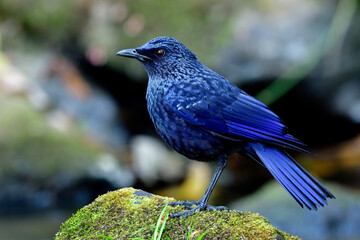 Cave bird, Blue whistling thrush (Myophonus caeruleus) mysterious velvet dark blue with black bills bird standing on rock in stream