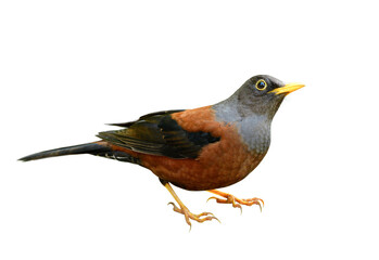 Chestnut thrush (Turdus rubrocanus) species of bird in Turdidae family visit Northern Thailand in winter season isolated on white background, fascinated nature