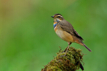 Charming brown bird with blue and orange marking feathers on its chest standing on moss grass ground, Bluethroat (Luscinia svecica)