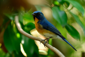 Chinese blue flycatcher (Cyornis glaucicomans) beautiful blue bird with orange feathers on its chest to chin perching on straight vine line in busy jungle background, fascinated animal