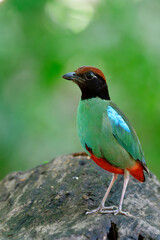 Chestnut-crowned or Hooded pitta (Pitta sordida) vivid green bird with red tail black face and brown head happy standing on wooden plank in Bangkok city garden