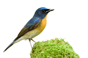 Chinese blue flycatcher (Cyornis glaucicomans) vivid blue bird with bright orange feathers on its chest standing on green mossy grass showing side view profile isolated on white background