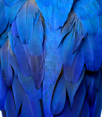 close up background of blue color macaw parrot bird feathers in beautiful patterns for design of...