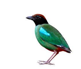 Colorful bird has green wings blue marks black face brown head and red tail fully standing with crispy sharp details, Hooded pitta (Pitta sordida)