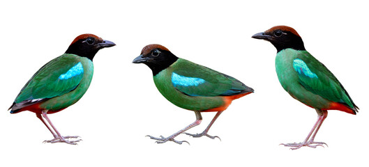 Collection of Hooded pitta (Pitta sordida) beautiful green bird having brown head black face and red tail with crispy sharp details of feathers, exotic pretty wild animal