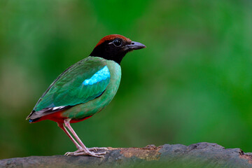 Colorful bird with green wings blue marks black face brown head and red tail fully perching both feet on clear log, Hooded pitta (Pitta sordida) dueing breeding season in Thailand