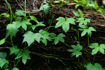 vine leaves grown on the tree