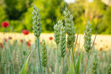 wild poppy flowers in a wheat field in navarra