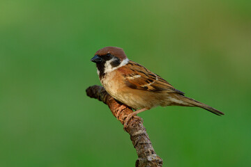 Eurasian or house sparrow, common little brown bird living around on house tree and garden perching on curve wooden stick