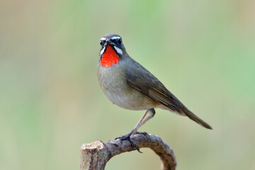 exotic brown bird with velvet orange feathers on ites neck perching on wooden stick searching for its mate, Siberian rubythroat (Calliope calliope)