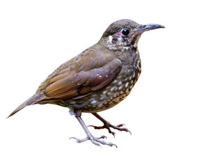 Exotic scaly brown with long bill and short legs bird fully standing showing details fro head to body wings tail and toes isolated on white backgroun, Dark-sided thrush (Zoothera marginata)