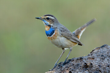 Exotic of pale brown with velvet blue feathers on chest proudly perching on wooden log over fine green background, male of bluethroat (Luscinia svecica)