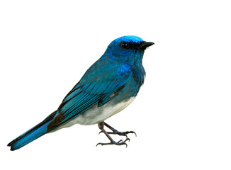 fascinated animal, Male of Zappey's flycatcher (Cyanoptila cumatilis) exotic blue bird with white belly perching isolated on white background details from head body wings tail legs to toes