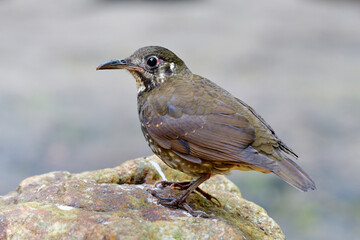 Exotic stripe brown with long bill and short legs bird perching on rock in nature in closed invironment, Dark-sided thrush (Zoothera marginata)