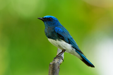 fascinated animal, Male of Zappey's flycatcher (Cyanoptila cumatilis) exotic blue bird with white belly perching on wooden branch over bright green background in nature