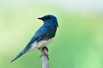 Fascinated blue and white sitting on wild wooden stick turn its face toward back in grace stance, exotic wild animal in nature