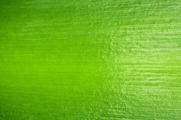 Fresh green leaf background. Green textured background.