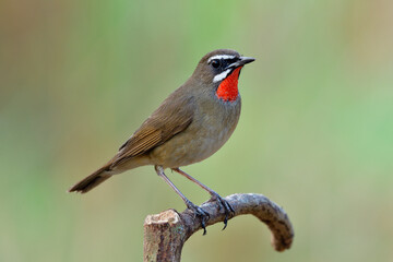 Fascinated pale brown bird with bright red feathers on ites neck perching on wooden stick calling for its mate, Siberian rubythroat (Calliope calliope)