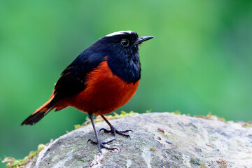 Fat bright brown and black bird with white feathers marks on his head calmly sitting on big rock in stream near waterfall, White-capped water redstart (Phoenicurus leucocephalus)