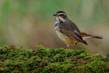 Fat brown bird with blue and orange feathers on its chest happily perching on moss grass ground in nature, exotic male of Bluethroat (Luscinia svecica)