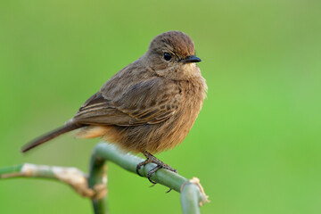 Obraz premium Fat giant brown bird perching on bamboo stick under soft sunlight in meadow field, female of Pied bushchat (Saxicola caprata)