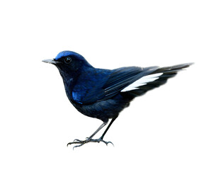 Funny dark blue bird with tail spread showing detailsl from head to wings body legs and feet isolated on background, White-tailed Robin (Cinclidium leucurum)