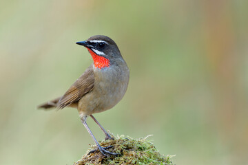 Funny red neck bird perching on mossy grass over bright background in nature turn its face back, Siberian rubythroat (Calliope calliope)