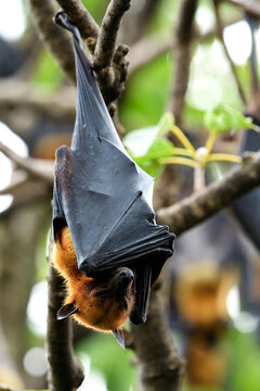 Giant Megabat or Lyle's flying fox (Pteropus lylei) scary huge fruit bat day sleepy hanging on tree branch in busy nature