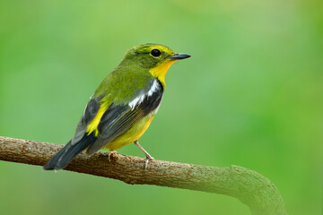 Green-backed Flycatcher (Ficedula elisae) beautiful colorful with yellow on belly and rump to green back and wings bird perching on tree branch over fine green background