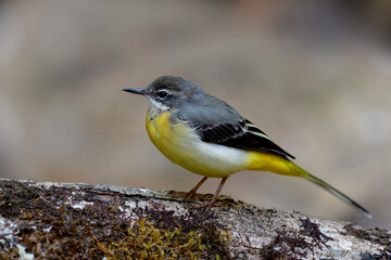 Grey Wagtail (Motacilla cinerea) fine yellow belly to vent with grey head to upper tail bird peacefully perching on big log in nature