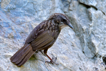 Greyish Limestone-babbler (Turdinus crispifrons) fascinated dark brown camouflage bird climbing on limestone rock  at its habitation home mountain only found in U-thai Thani, Thailand