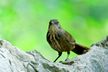 Greyish Limestone-babbler (Turdinus crispifrons) lovely dark brown camouflage bird living on limestone rock mountain can only found in U-thai Thani, Thailand