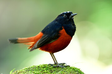 happy brown and black bird with white feathers over its head funny standing on mossy rock along stream in nature with tail wagging up, White-capped water redstart (Phoenicurus leucocephalus)