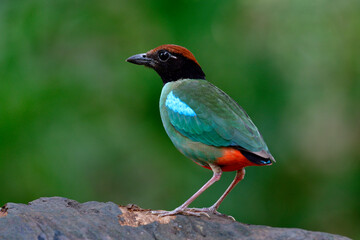 Hooded pitta (Pitta sordida) lovely green bird with red tail standing on clean wooden plank during its migratory trip in Thailand