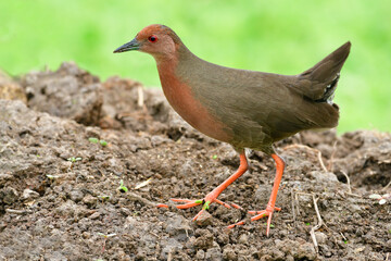 Laterallus ruber (Red rail or Ruddy crake) lovely brownish wader with long legs and toes searching for meal wroms on dirt spot over duckweed pond