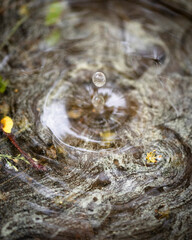 Droplet in Pollen Puddle