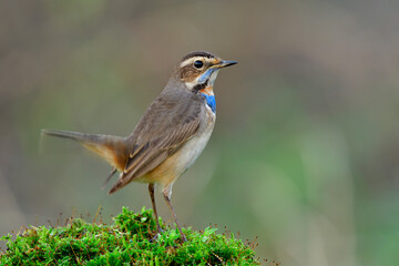 Lovely brown bird with bright blue feathers on its chest perching on mossy grass over fine soft background with tail moving, bluethroat (Luscinia svecica)