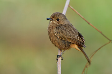 Lovely chubby brown bird perching on wooden stick with puffy feathers in moring soft lighting, female of Pied bushchat (Saxicola caprata)