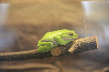 枝の上で休むモリアオガエル