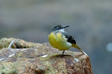 Lovely fine yellow belly and grey body to upper tail bird calmly perching on rock in stream, Grey Wagtail (Motacilla cinerea)