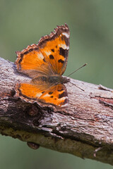 California Tortoiseshell butterfly on tree branch